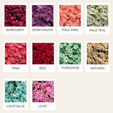 Load image into Gallery viewer, Dried Star Flower