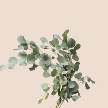 Load image into Gallery viewer, Preserved Eucalyptus P.