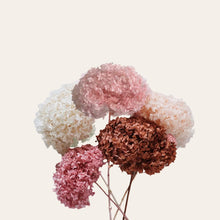 Load image into Gallery viewer, Preserved Hydrangea