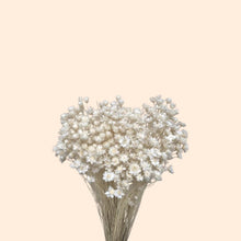 Load image into Gallery viewer, Dried Star Flower