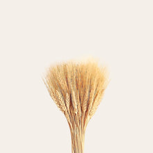 Load image into Gallery viewer, Dried Bearded Wheat