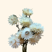 Load image into Gallery viewer, Dried Strawflower