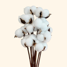 Load image into Gallery viewer, Dried Cotton Bloom