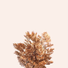 Load image into Gallery viewer, Preserved Ming Fern
