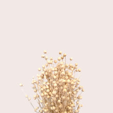 Load image into Gallery viewer, Preserved or Dried Linseed
