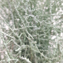 Load image into Gallery viewer, Turquoise Coral
